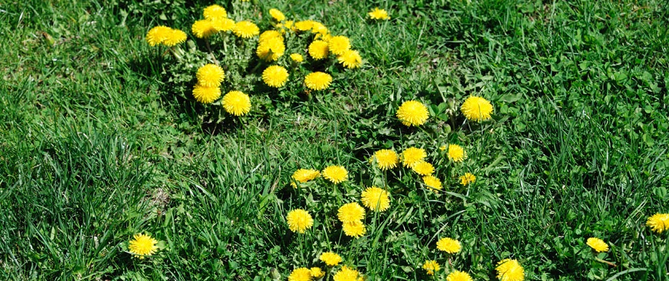 Dandelions that are taking over a clients lawn in Waynesboro, PA.