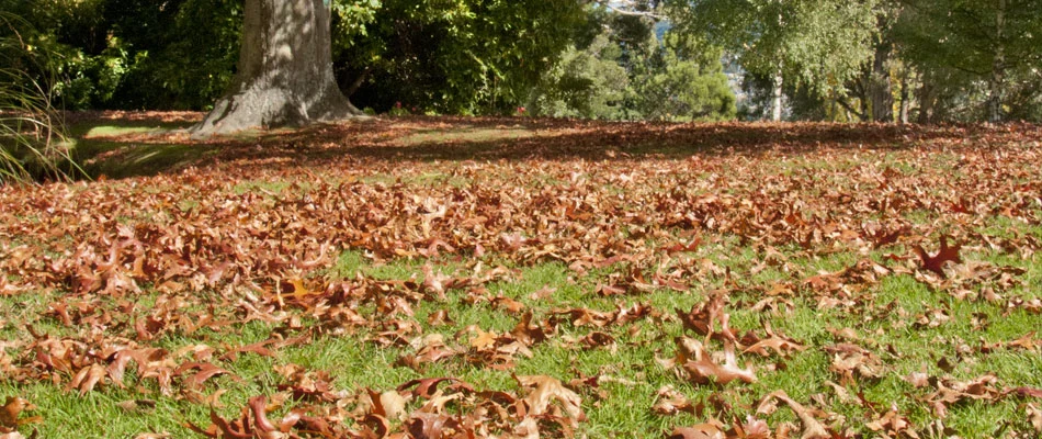 Fall leaves that have fallen and need removed at a home in Gettysburg, PA.