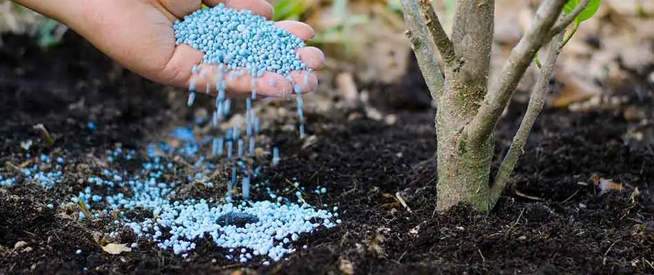 Fertilizing a landscape shrub in Gettysburg, PA.