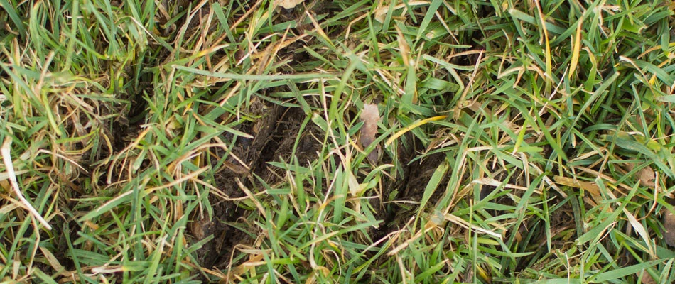 Close up photo of a lawn that we recently power seeded in Gettysburg, PA.