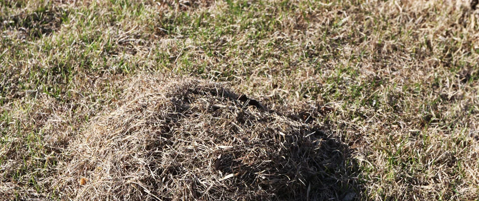 A pile of thatch that built up on a lawn that we removed at a home in Waynesboro, PA.